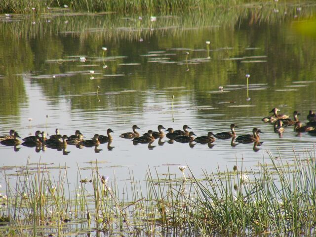 Whistling Ducks